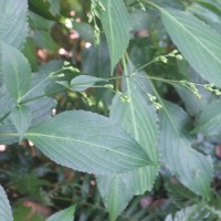 Strobilanthes hamiltoniana (Steud.) Bosser & Heine